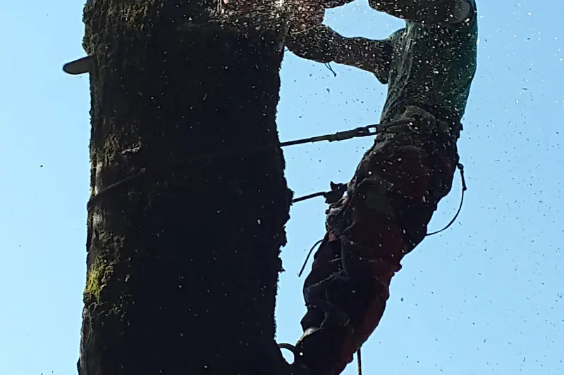 Élagueur grimpeur en progression dans un arbre, travail sur corde
